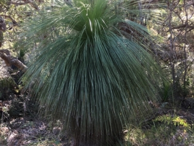 Xanthorrhoea sp. (Grass Tree) at Evans Head, NSW - 23 Aug 2021 by Claw055