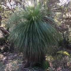 Xanthorrhoea sp. (Grass Tree) at Evans Head, NSW - 23 Aug 2021 by Claw055