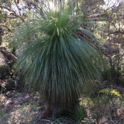Xanthorrhoea sp. (Grass Tree) at Bundjalung National Park - 23 Aug 2021 by Claw055