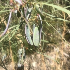 Acacia sp. (A Wattle) at Evans Head, NSW - 23 Aug 2021 by AliClaw