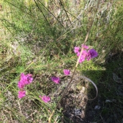 Boronia sp. (A Boronia) at Bundjalung National Park - 23 Aug 2021 by Claw055