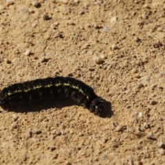 Apina callisto (Pasture Day Moth) at Mount Painter - 19 Aug 2021 by Tammy