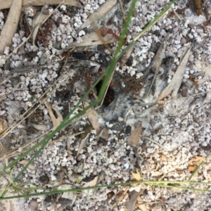 Myrmecia gulosa at Evans Head, NSW - 23 Aug 2021