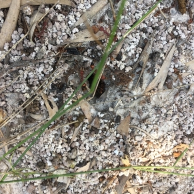 Unidentified Ant (Hymenoptera, Formicidae) at Evans Head, NSW - 23 Aug 2021 by Claw055