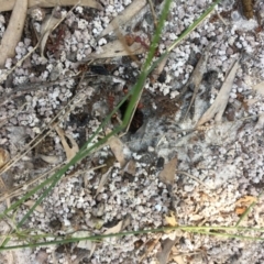 Unidentified Ant (Hymenoptera, Formicidae) (TBC) at Evans Head, NSW - 23 Aug 2021 by Claw055