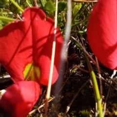 Kennedia prostrata (Running Postman) at Corang, NSW - 23 Aug 2021 by LeonieWood