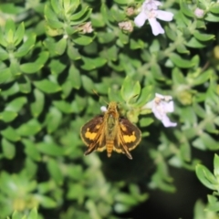 Ocybadistes walkeri (Green Grass-dart) at Coolamon, NSW - 25 Mar 2021 by Tammy