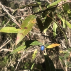 Elaeocarpus reticulatus (Blueberry Ash, Fairy Petticoats) at Evans Head, NSW - 23 Aug 2021 by AliClaw