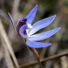 Cyanicula caerulea (Blue Fingers, Blue Fairies) at Black Mountain - 23 Aug 2021 by trevsci