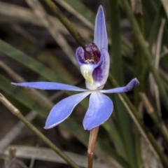 Cyanicula caerulea at O'Connor, ACT - suppressed