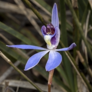 Cyanicula caerulea at O'Connor, ACT - 23 Aug 2021