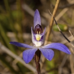 Cyanicula caerulea at O'Connor, ACT - suppressed