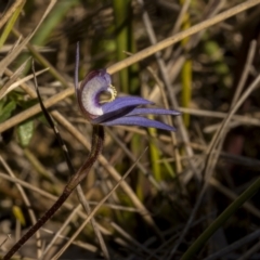 Cyanicula caerulea at O'Connor, ACT - suppressed