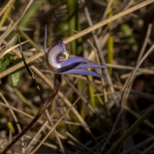 Cyanicula caerulea at O'Connor, ACT - suppressed