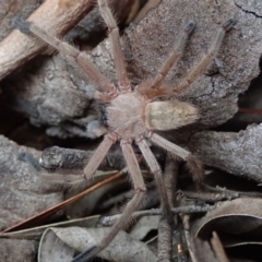 Delena cancerides (Social huntsman spider) at Bonang, VIC - 8 Mar 2021 by Laserchemisty