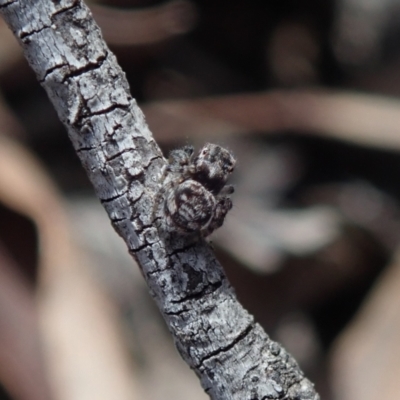 Unidentified Spider (Araneae) at Bonang State Forest - 7 Mar 2021 by Laserchemisty