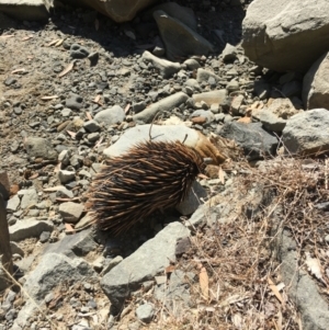 Tachyglossus aculeatus at Evans Head, NSW - 23 Aug 2021 02:05 PM