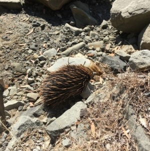 Tachyglossus aculeatus at Evans Head, NSW - 23 Aug 2021