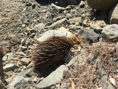 Tachyglossus aculeatus (Short-beaked Echidna) at Evans Head, NSW - 23 Aug 2021 by Claw055