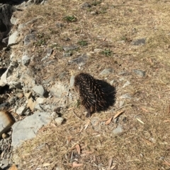 Tachyglossus aculeatus at Evans Head, NSW - 23 Aug 2021 02:05 PM