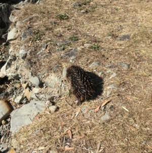 Tachyglossus aculeatus at Evans Head, NSW - 23 Aug 2021 02:05 PM