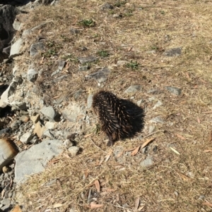 Tachyglossus aculeatus at Evans Head, NSW - 23 Aug 2021