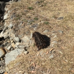 Tachyglossus aculeatus at Evans Head, NSW - 23 Aug 2021