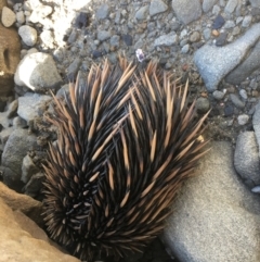 Tachyglossus aculeatus at Evans Head, NSW - 23 Aug 2021