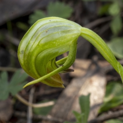 Pterostylis nutans (Nodding Greenhood) at Black Mountain - 20 Aug 2021 by trevsci