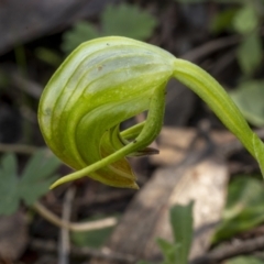 Pterostylis nutans (Nodding Greenhood) at Downer, ACT - 20 Aug 2021 by trevsci