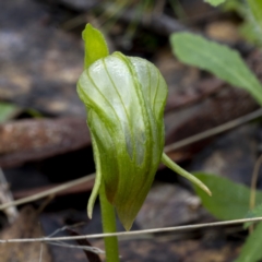 Pterostylis nutans at Downer, ACT - suppressed