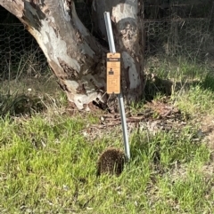 Tachyglossus aculeatus (Short-beaked Echidna) at Albury - 21 Aug 2021 by AmandaCohn