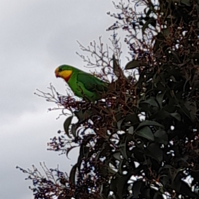 Polytelis swainsonii (Superb Parrot) at Holt, ACT - 23 Aug 2021 by JaneCarter