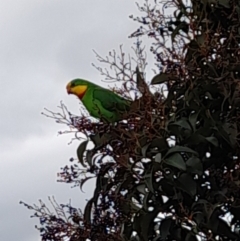 Polytelis swainsonii (Superb Parrot) at Holt, ACT - 23 Aug 2021 by JaneCarter