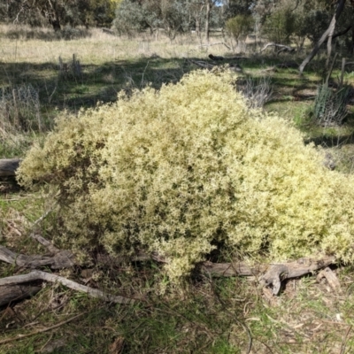 Clematis leptophylla (Small-leaf Clematis, Old Man's Beard) at Watson, ACT - 23 Aug 2021 by abread111