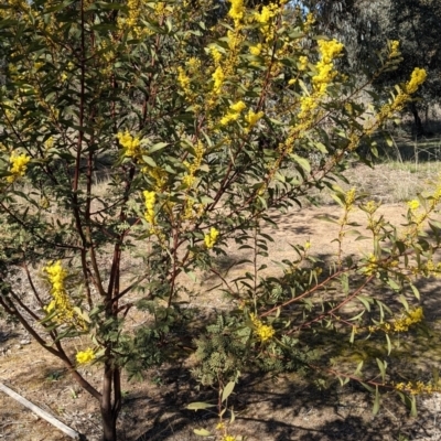 Acacia rubida (Red-stemmed Wattle, Red-leaved Wattle) at Watson Woodlands - 23 Aug 2021 by abread111