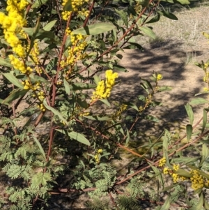 Acacia rubida at Watson, ACT - 23 Aug 2021 11:18 AM