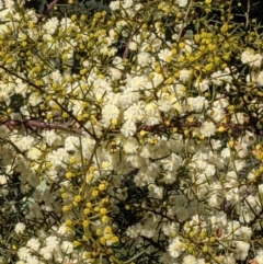 Acacia genistifolia (Early Wattle) at Watson Woodlands - 23 Aug 2021 by abread111