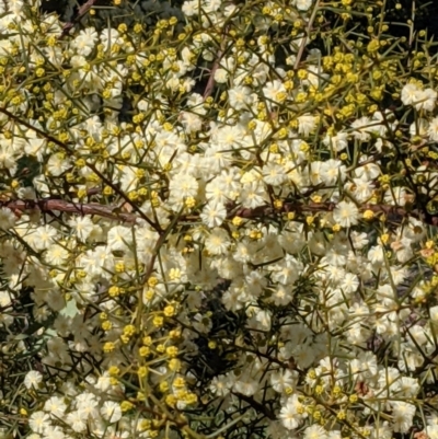 Acacia genistifolia (Early Wattle) at Watson Woodlands - 23 Aug 2021 by abread111