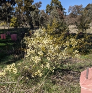 Acacia genistifolia at Watson, ACT - 23 Aug 2021