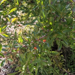 Pyracantha fortuneana at Watson, ACT - 23 Aug 2021