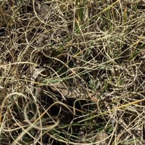 Carex bichenoviana at Watson, ACT - 23 Aug 2021