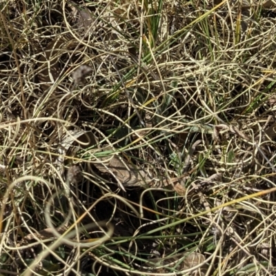 Carex bichenoviana (A Sedge ) at Watson, ACT - 23 Aug 2021 by abread111