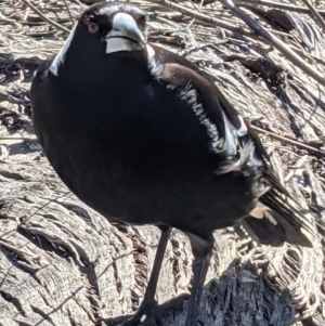 Gymnorhina tibicen at Watson, ACT - 23 Aug 2021 10:51 AM