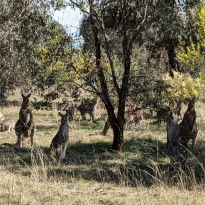 Macropus giganteus (Eastern Grey Kangaroo) at Watson, ACT - 23 Aug 2021 by abread111