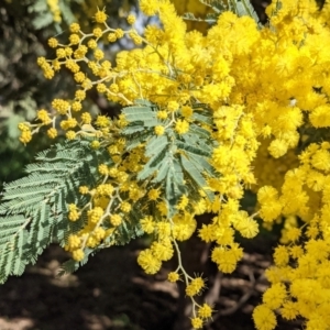 Acacia dealbata at Watson, ACT - 23 Aug 2021