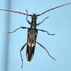 Coptocercus rubripes (Rubripes longhorn beetle) at Ainslie, ACT - 20 Aug 2021 by jbromilow50