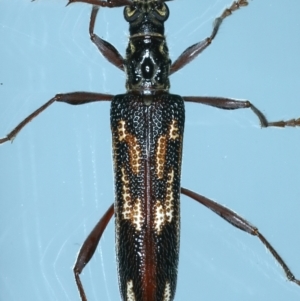 Coptocercus rubripes at Ainslie, ACT - 20 Aug 2021