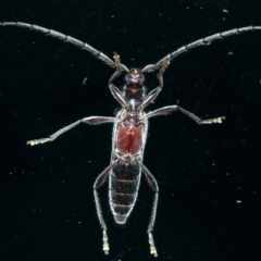 Coptocercus rubripes at Ainslie, ACT - 20 Aug 2021