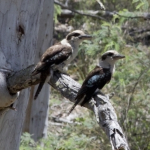 Dacelo novaeguineae at Bonang, VIC - 30 Nov 2020